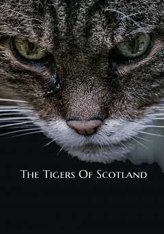 The Tigers of Scotland - amazon prime