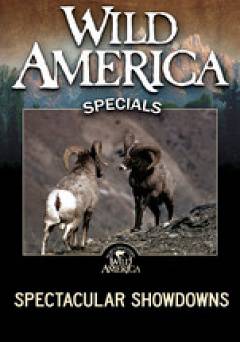 Wild America: Specials – Spectacular Showdowns - Movie