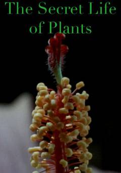 Secret Life Of Plants - Movie
