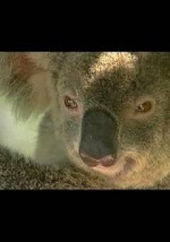 Graingers World: Yindi: The Last Koala? - Movie