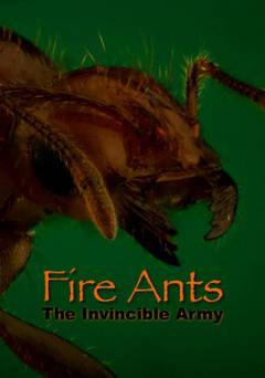 Fire Ants - amazon prime