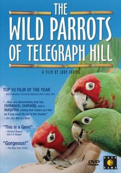 The Wild Parrots of Telegraph Hill - tubi tv