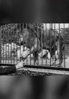 Lion, London Zoological Garden - fandor