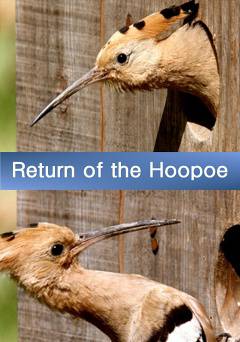 Return of the Hoopoe - amazon prime