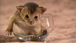 Too Cute! - TV Series