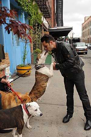 Dogs In The City - vudu