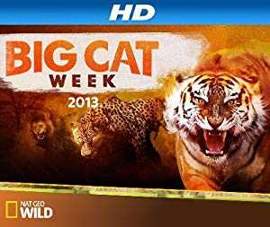 Big Cat Week