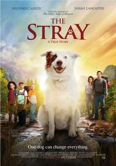 The Stray - amazon prime