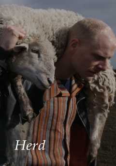 Herd - amazon prime