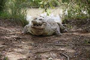72 Dangerous Animals: Latin America