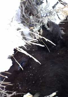 Bisonhead