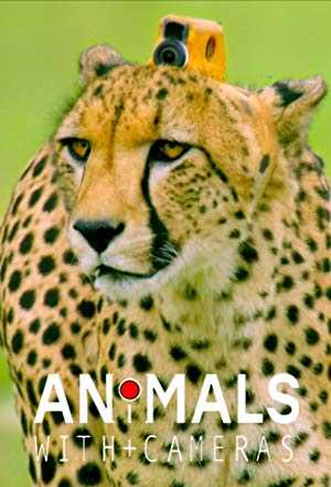 Nature: Animals With Cameras