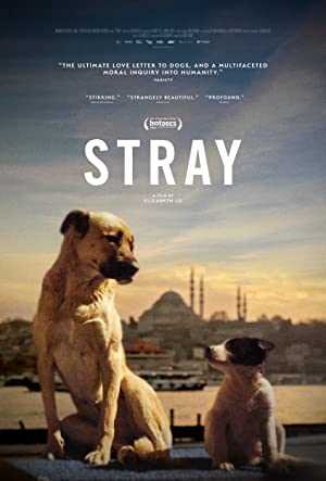 Stray - netflix