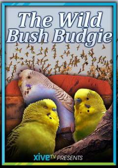 The Wild Bush Budgie