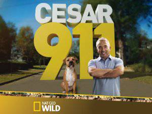 Cesar 911