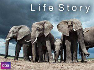 Life Story - TV Series