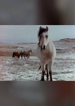 El Caballo - fandor