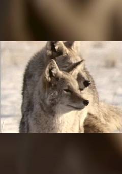 Killing Coyote - fandor