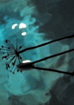 Water Wrackets - fandor