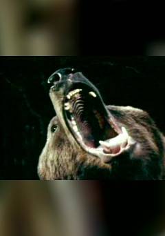 Grizzly Redux - fandor