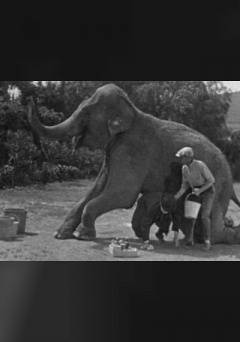 Circus Daze - fandor