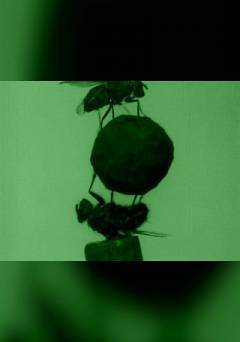 The Acrobatic Fly - fandor
