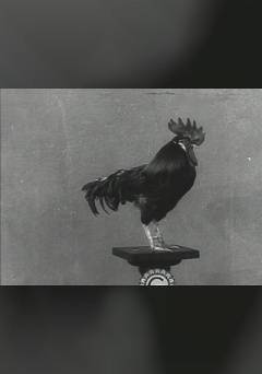 Cook and Rillys Trained Rooster - fandor