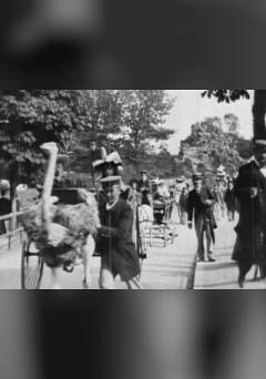 Promenade of Ostriches - fandor