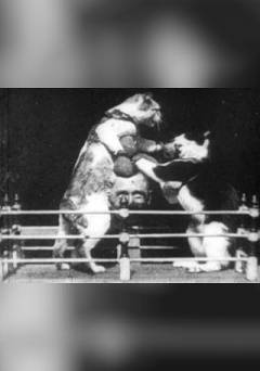 Boxing Cats - fandor