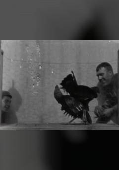 Cockfight - fandor