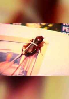 A Brief History of Paradise as Told by the Cockroaches - fandor