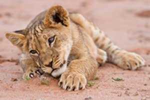 Baby Animals in the Wild - netflix