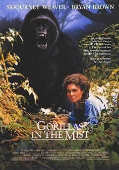 Gorillas in the Mist