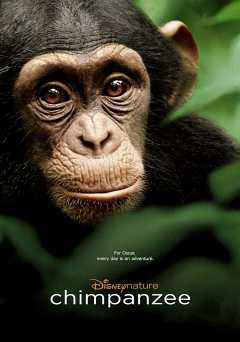 Chimpanzee - vudu