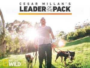 Cesar Millans Leader of the Pack - vudu
