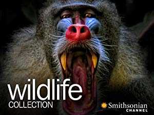 Wildlife Collection - vudu