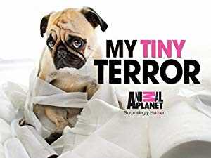My Tiny Terror - TV Series