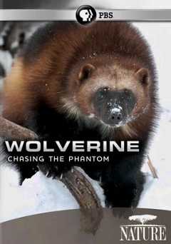 Wolverine: Chasing The Phantom - amazon prime