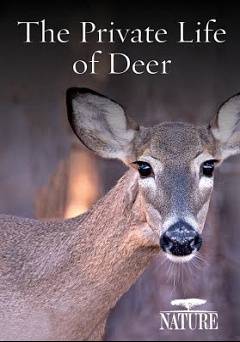 Nature: The Private Life of Deer - Movie