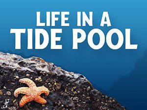Life In A Tide Pool