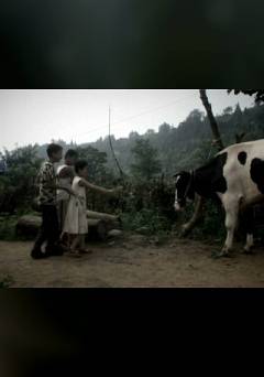 The Black and White Milk Cow - Movie