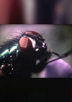Diptera and Lepidoptera - Movie
