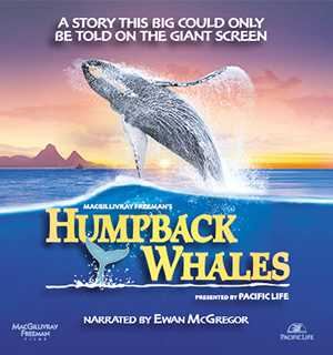 Humpback Whales - Movie