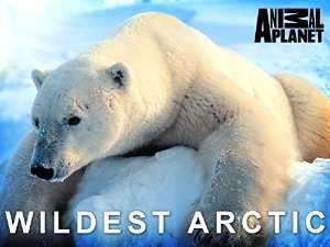 Wildest Arctic - TV Series