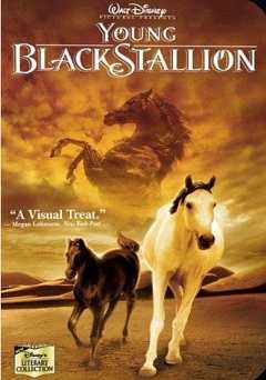 Young Black Stallion - SHOWTIME